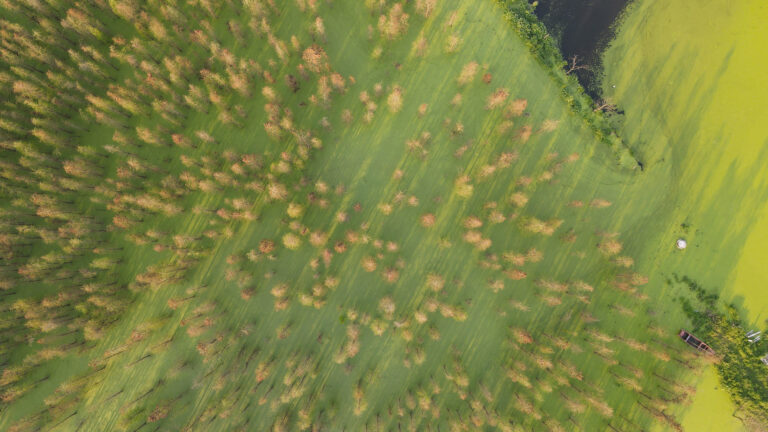 Zhou Jingye - Dream-of-Spring